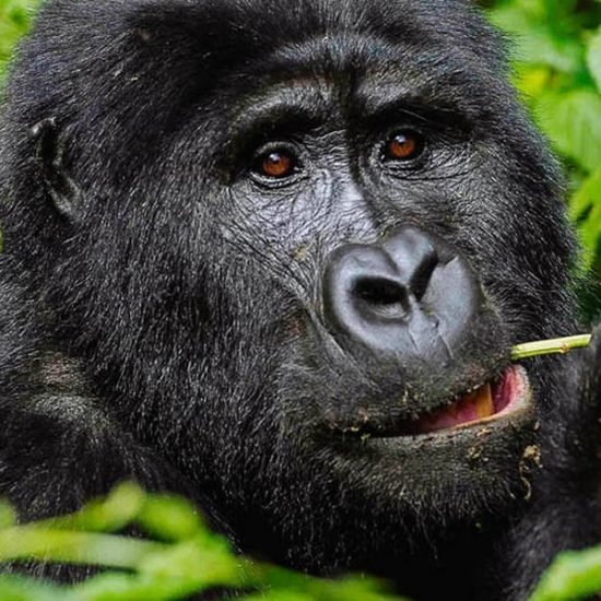 Uganda gorilla safari will take you to Bwindi impenetrable forest national park