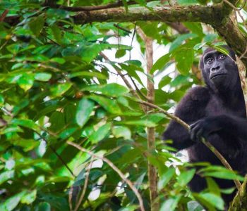 Uganda safari for  chimpanzee & gorilla trekking and golden monkey experience is a great ape safari that will take you to Kibale Forest national park for chimpanzee tracking