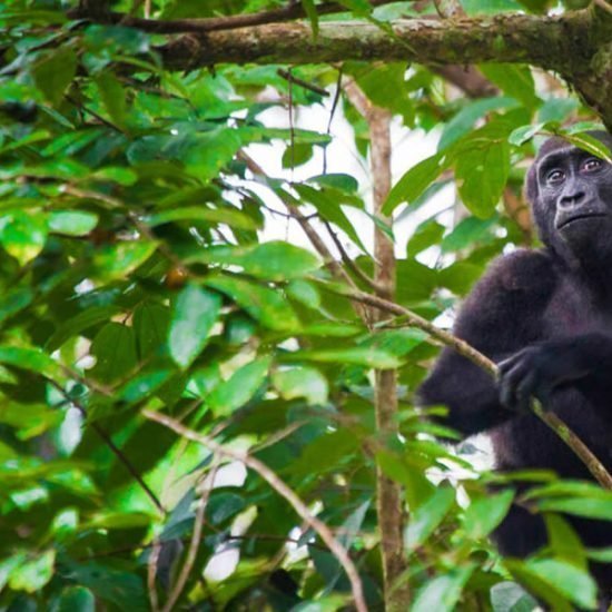Uganda safari for  chimpanzee & gorilla trekking and golden monkey experience is a great ape safari that will take you to Kibale Forest national park for chimpanzee tracking