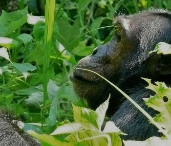 Uganda primate safari Africa’s primate chimpanzee habituation experience Bwindi Impenetrable forest national park mountain gorillas for gorilla trekking