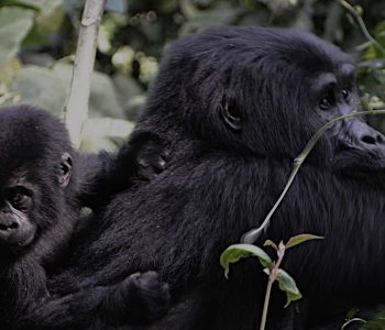 2 days flying Bwindi gorilla trekking safari will take you to Bwindi impenetrable Forest national park in the southwestern part