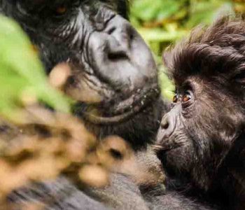 gorilla trekking safari will take you to Bwindi Impenetrable forest national park