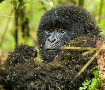 mountain gorilla and wildlife sighting safari will take you to Queen Elizabeth National Park Bwindi Impenetrable National Park