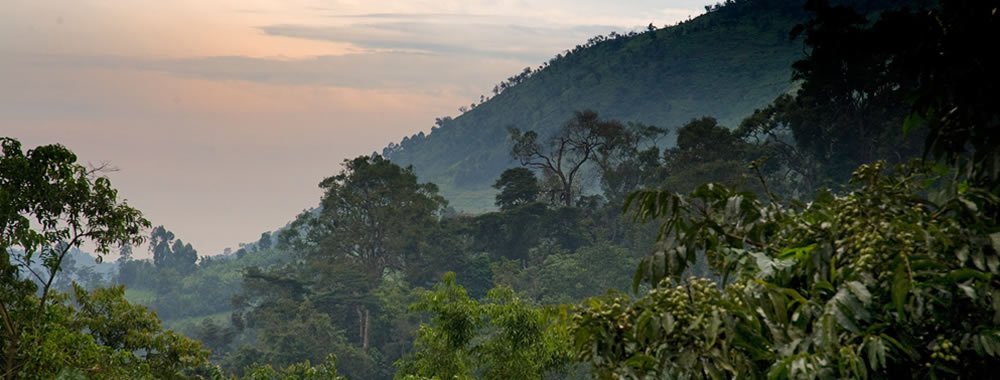 Bwindi Impenetrable Forest National Park located southwestern Uganda on the eastern edge of Albertine Rift Valley close to border of DR Congo and Rwanda