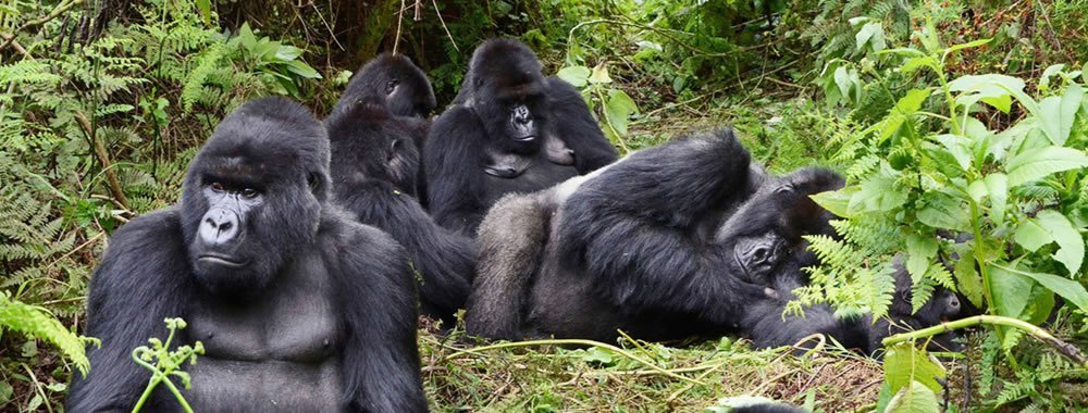 Gorilla Safari Cost In Uganda, Rwanda And Dr. Congo Mountain gorilla trekking is one of the best wildlife experience in Africa and the highlight tours to most of visitor who visits Uganda, Rwanda and Democratic Republic of Congo