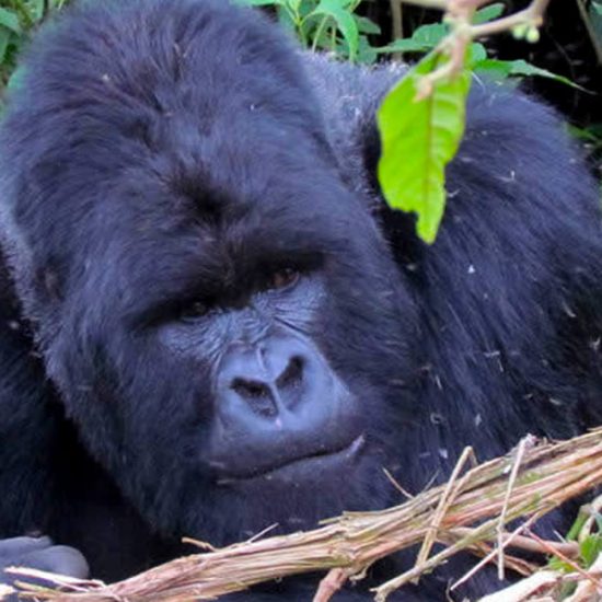 wildlife and Mountain gorilla trekking Ugandan Safari to Queen Elizabeth national park, Bwindi Impenetrable forest national park