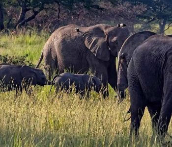 6 days Uganda safari will take you to Kidepo valley national park which was ranked third among the Africa’s supreme wilderness destinations visit Jinja city