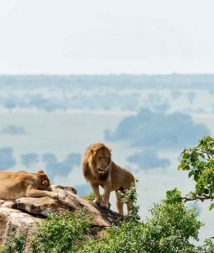 Kidepo valley national park wildlife safari