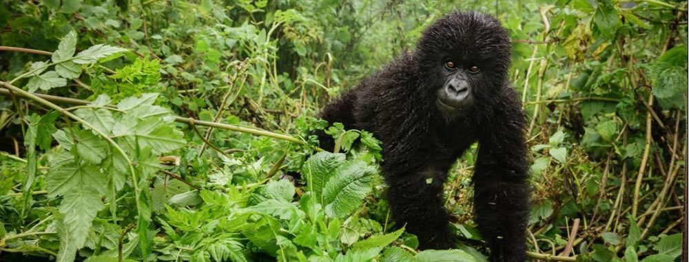 Mountain gorilla trekking in afriaca the highlight of wildlife experience for visitors visiting Uganda, Rwanda and Democratic Republic of Congo