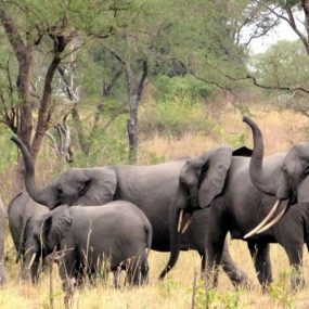 Uganda tour will take you to Semuliki National Park
