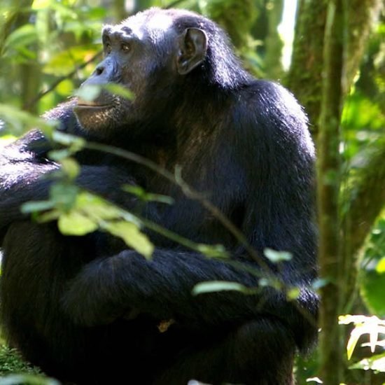 wildlife Chimpanzee and Mountain gorilla trekking Uganda Wildlife safari Bwindi Impenetrable national park