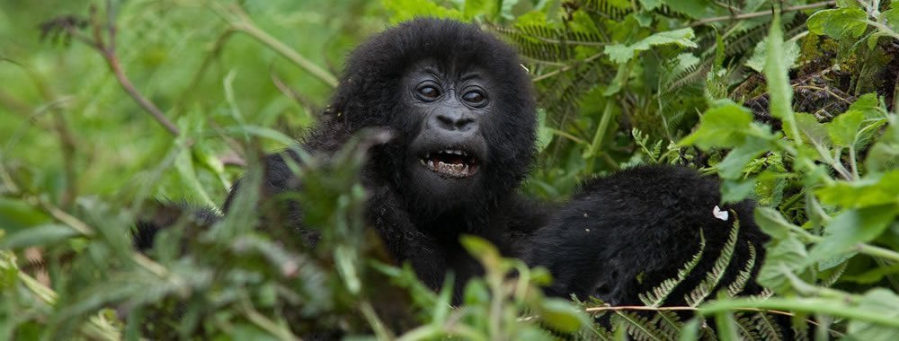 Activities in Buhoma Sector of Bwindi Impenetrable national park Besides mountain gorilla trekking tourism, there are several