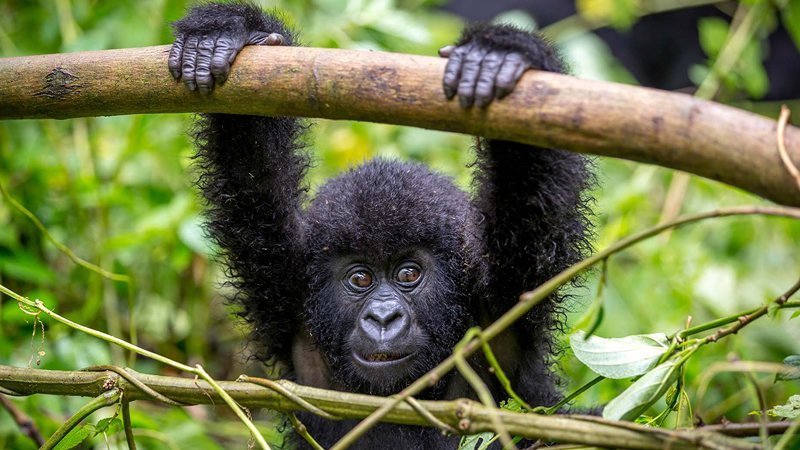 3 Day fly-in Gorilla Habituation Experience Tour in Bwindi Impenetrable forest National Park