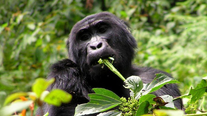 3-day Fly-in Gorilla Habituation Experience safari to Bwindi Impenetrable Forest National Park is designed for visitors who wish to spend more time