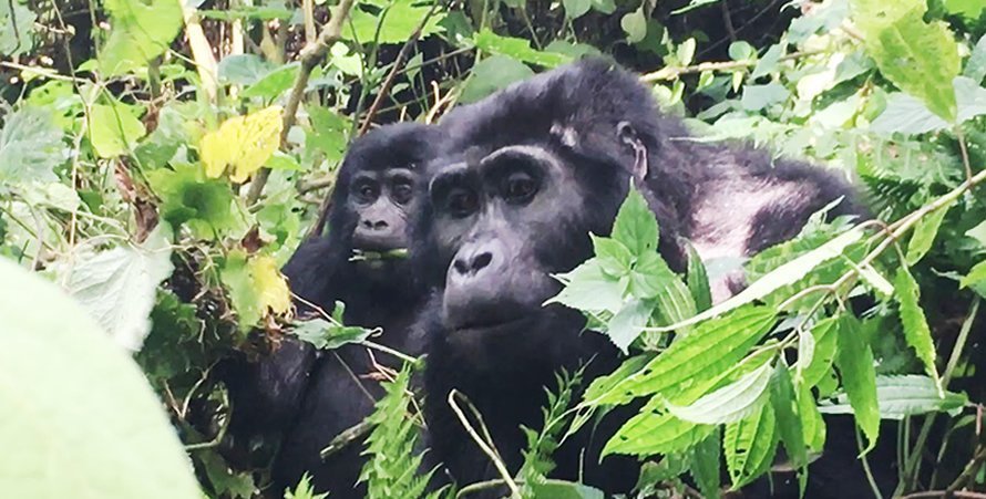 3 Day Gorilla Habituation Experience Road trip At Africa Adventure Vacations, we provide you with the details of the gorilla habituation experiences that are only offered in Uganda. Gorilla habituation
