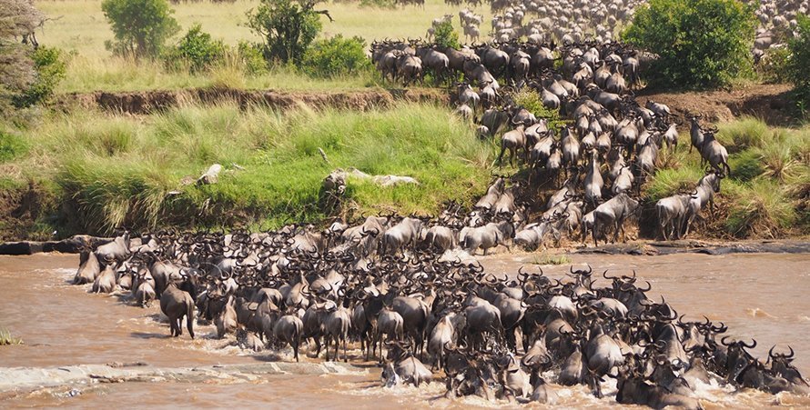 5 Days Masai Mara and Lake Nakuru Wildlife Safari Kenya