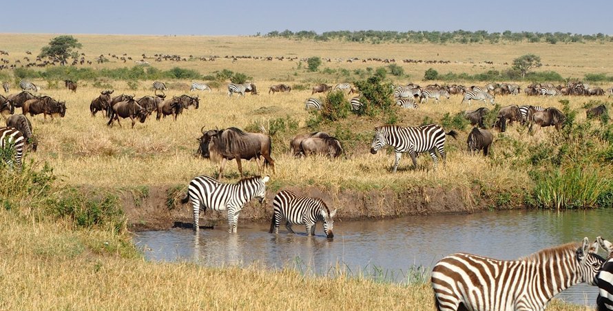 3 Days Masai Mara Wildlife Safari will done in Masai Mara National Reserve is one of the best safari destinations in Kenya that attracts several visitors