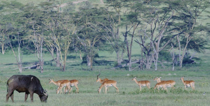 4 Days Masai Mara Wildebeest Migration Safari is an organize 4 days in Kenya as you enjoy the magical wildebeest migration