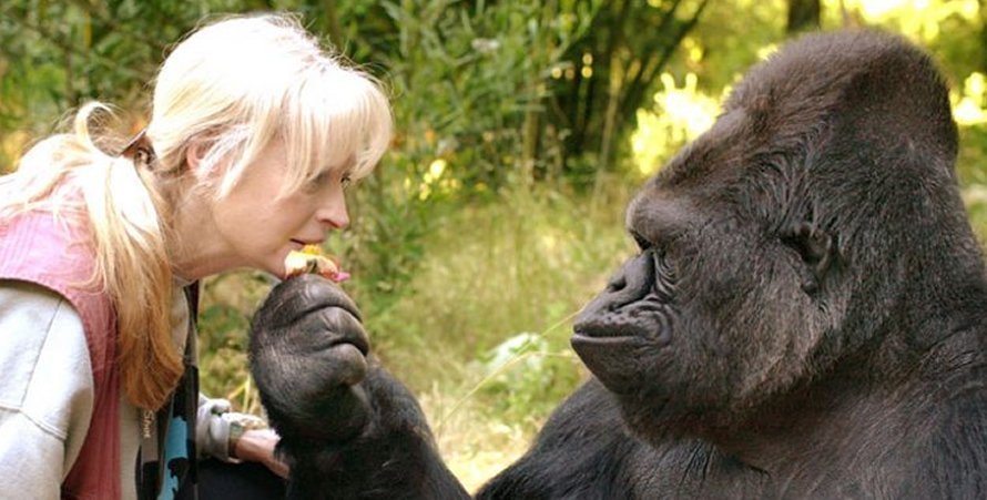 5 Day gorilla and chimpanzee habituation experience Uganda safaris At Africa Adventure Vacations, we provide you with the details of the gorilla habituation experiences