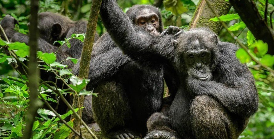 Chimpanzees species