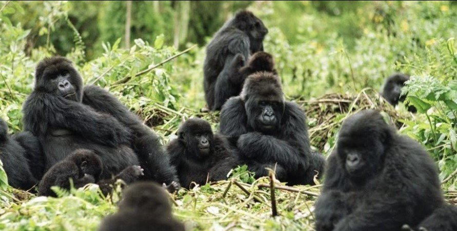 Gorilla Groups In Nkuringo Nkuringo sector of Bwindi impenetrable forest national park is located in the southern region of the park near Kisoro town. Nkuringo sector