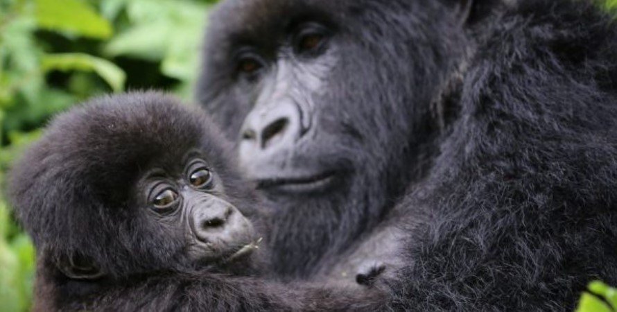 HOW DO GORILLAS GREET EACH OTHER? Seeing mountain gorillas greet each other is very rare but it’s been recorded those gorillas greet each other by touching
