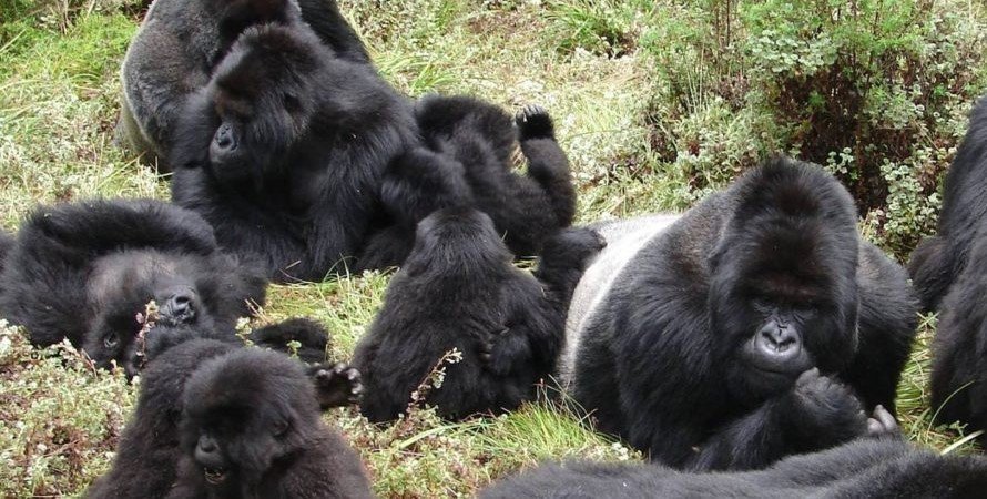 Habinyanja mountain gorilla family can be trekked from the Buhoma sector of Bwindi impenetrable forest national park. Apart from Bwindi impenetrable forest national park
