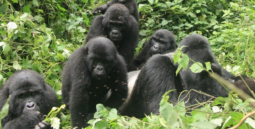 Hirwa mountain gorilla family was formed in 2006 with some gorilla members from the Sabyinyo gorilla family and others from the Agashya gorilla family also known as group 13. If you seem to always be a lucky person then this is the gorilla family to trek while in Rwanda