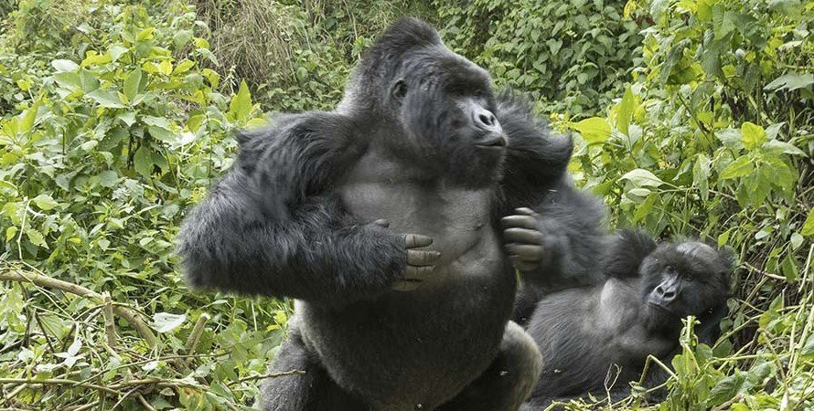 How To Provoke or Annoy A Gorilla Though are large and strong apes, gorillas are gentle primates that rarely attack unless they are provoked. A gorilla eventually first shows signs of aggressiveness and power before it attacks and if the opponent doesn’t back off that’s when it will attack