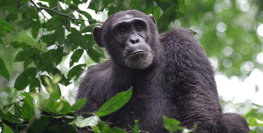 Kyambura chimpanzee trekking in Queen Elizabeth National Park is among the fascinating tourist attractions that take place in Queen Elizabeth National Park. Chimpanzee tracking in Kyambura gorge is a magical experience
