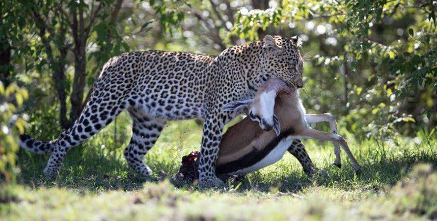 Leopards of Masai Mara National Park- Big Cats Masai Mara Reserve