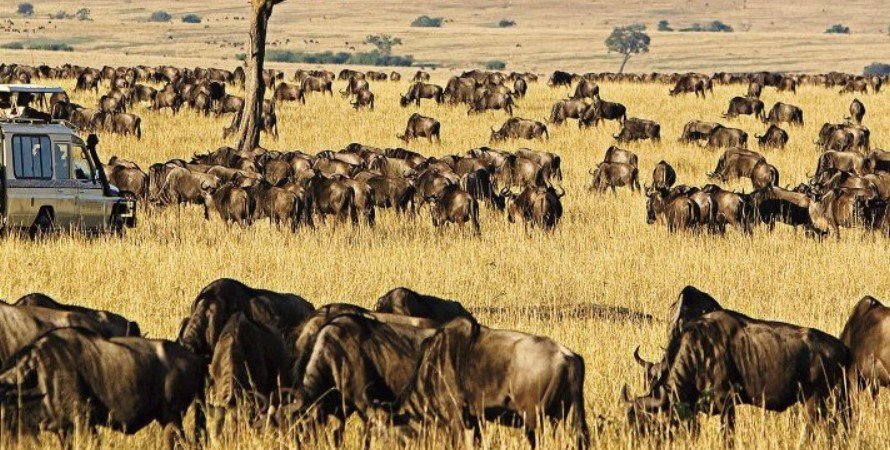 How to visit Masai Mara National Reserve from Nairobi Capital City