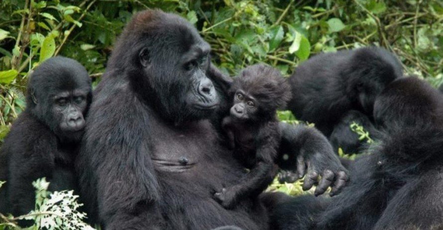 Mishaya Gorilla Group Bwindi impenetrable forest national park located in the southwestern part of Uganda is one of the national parks