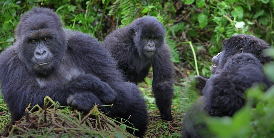 Nkuringo Gorilla Group