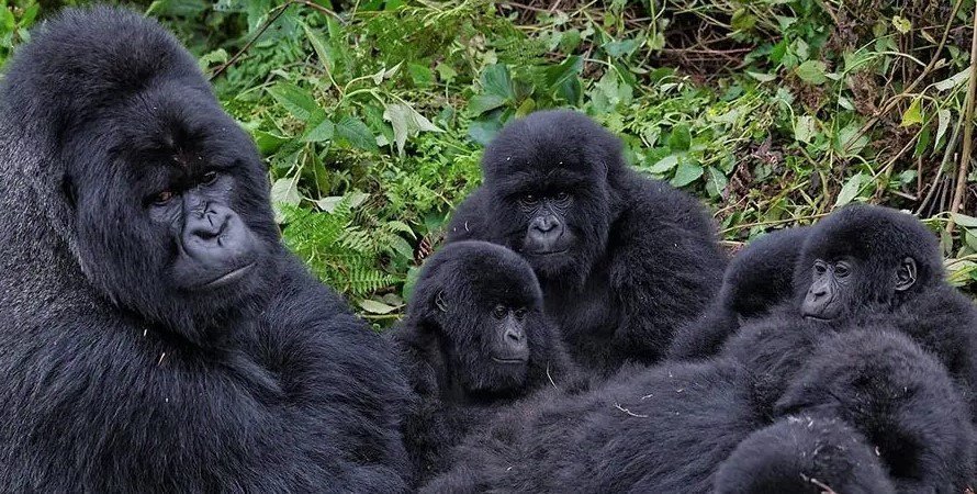 Nyakagezi Gorilla Group Mgahinga gorilla national park located in southwestern Uganda is home to Nyakagezi gorilla family, the park covering an area of 33.7 sq km is home to over 80 mountain gorillas