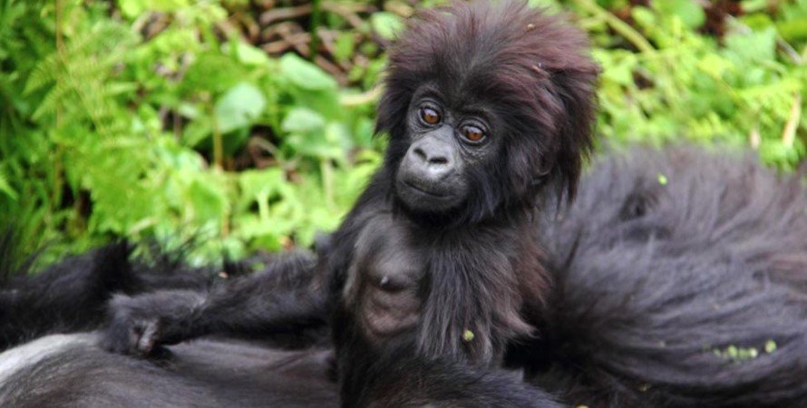 Rushengura Gorila Group Bwindi impenetrable forest national park is home to the biggest number of habituated gorilla families in the whole world as well as half the total population of mountain gorillas