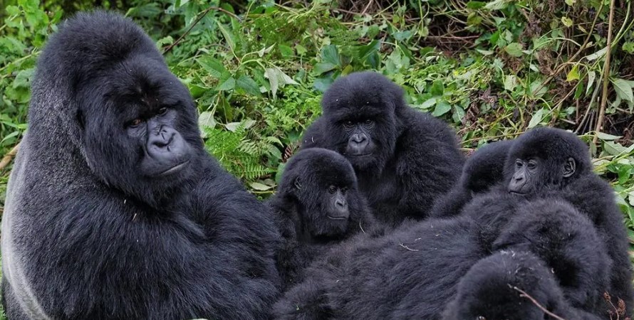 Susa Gorilla Group Mountain gorillas are endangered species of primates that can only be found in three countries in four national parks namely Mgahinga gorilla national park and Bwindi impenetrable forest national park in Uganda