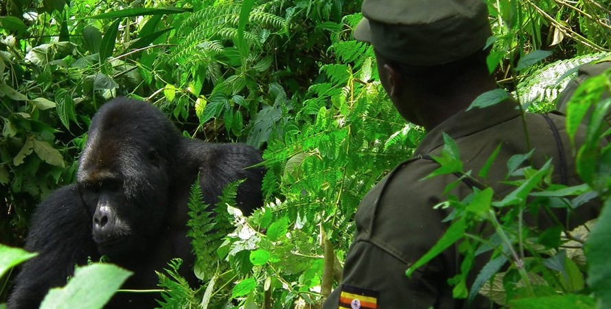 Bwindi impenetrable forest national park is situated in the southwestern part of Uganda and harbors more than half of the world’s remaining population of mountain gorillas. The park was established in 1991 and it covers a total area of 331 sq. km