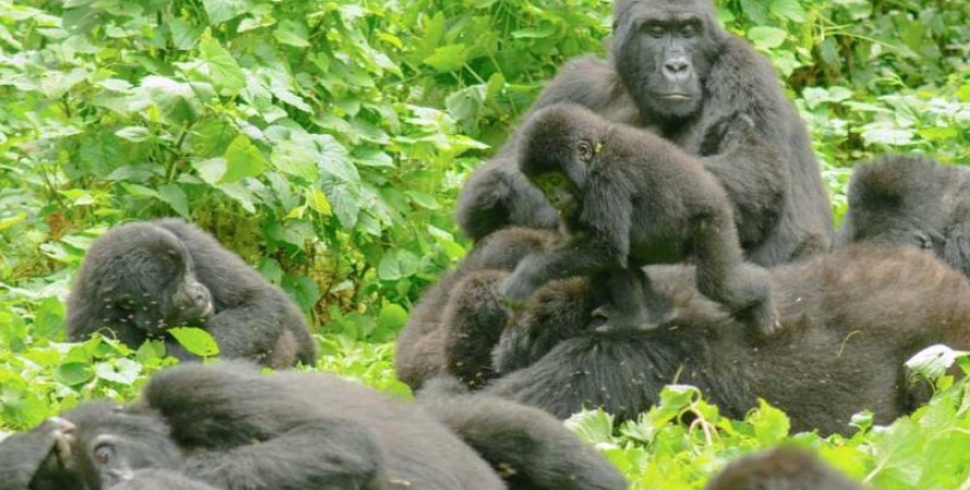 Uganda gorilla group is one of the 10 habituated gorilla families in volcanoes national park. Volcanoes national park Rwanda offers the most luxurious gorilla trekking with permits being the most expensive at $1500 compared to $700 of Uganda and $450