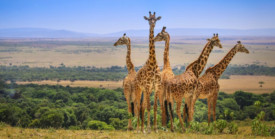 The park entrance fees for Masai Mara National Reserve