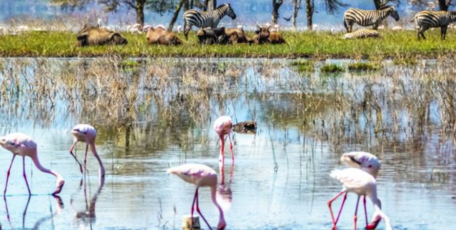 Tourist attractions in Lake Nakuru National Park: Top tourist attractions in Lake Nakuru National Park refer to the unique attributes of the park that enables visitors to visit the park.