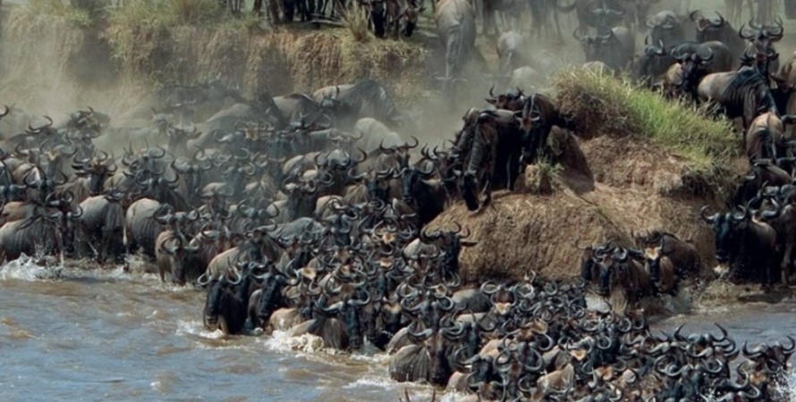 The migration period of the wildebeest in Masai Mara National Reserve