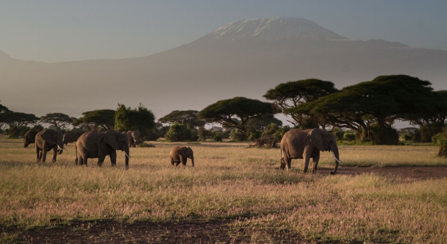 A guide to visiting Amboseli National Park