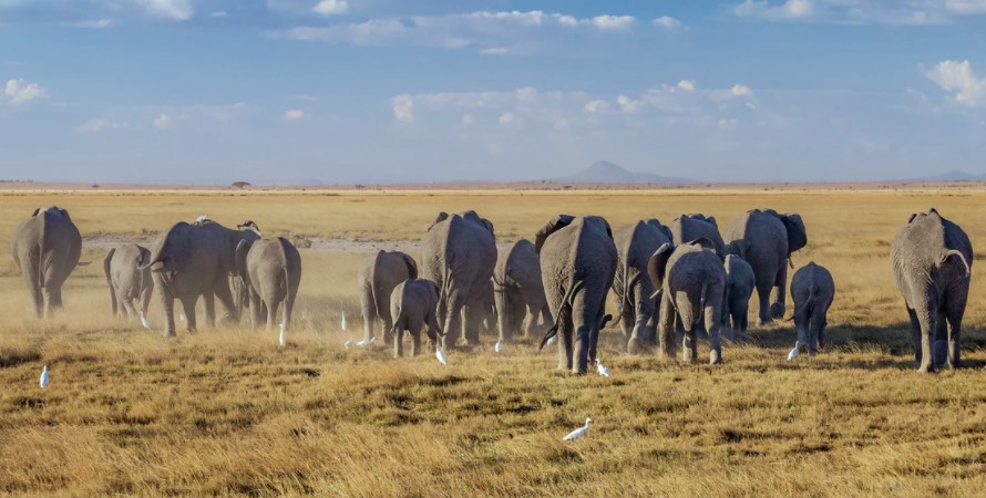 Activities in Amboseli National Park