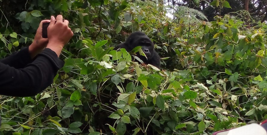 Best Area For Gorilla Trekking In Bwindi