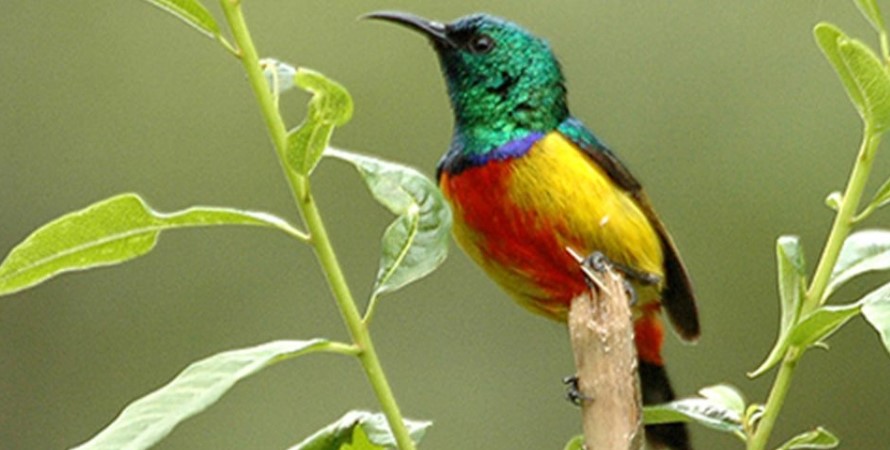 Birding In Bwindi