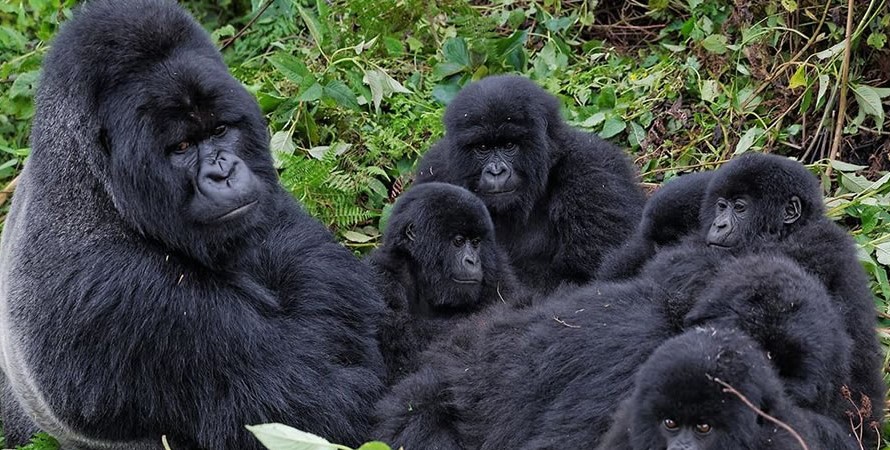 Bitukura Gorilla Group