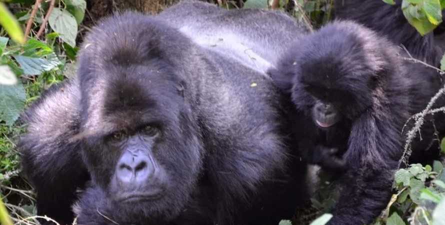 Budget Gorilla Habituation Safari
