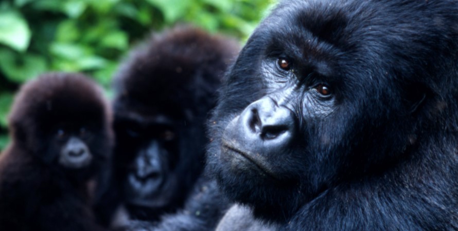 Bwenge Gorilla Group
