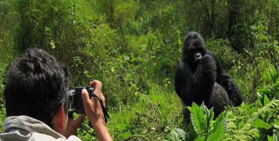 Gorilla Photography In Rwanda
